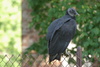 Black Vultures on the C&O Canal<br/> The C&O canal runs 185 miles from GeorgeTown in Washington, DC into West Virginia.
