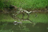 Turtles on the C&O canal.<br/>You will see hundreds of them basking in the sun, or swimming in the canal. They are shy and watch you intently.
